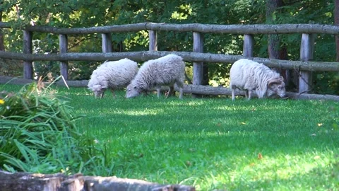 Sheep graze Stock Footage 138222978