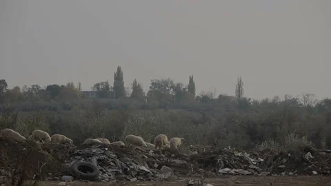 Sheep graze in a garbage dump Vídeos de archivo 142682982