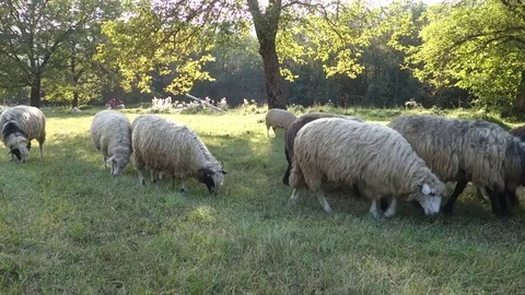 Sheep graze the grass Stock Footage 69836898