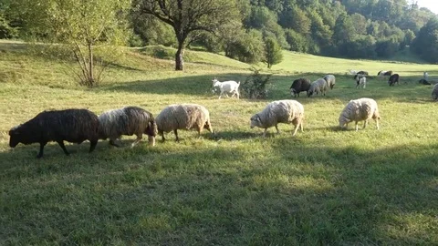 Sheep graze the grass Stock Footage 69837116