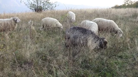 Sheep graze the grass Stock Footage 69837962