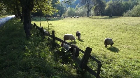 Sheep graze the grass Stock Footage 69838151
