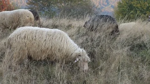 Sheep graze the grass Stock Footage 69838442
