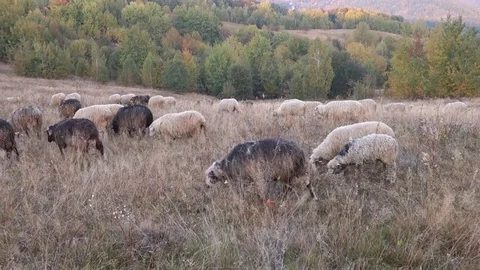 Sheep graze the grass Stock Footage 69838491