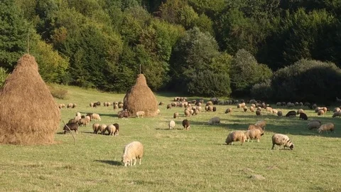 Sheep graze the grass Stock Footage 69838533