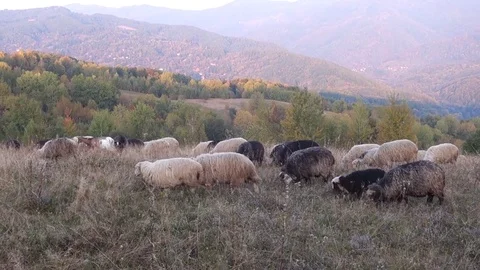 Sheep graze the grass Stock Footage 69838534