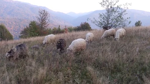 Sheep graze the grass Stock Footage 69838547