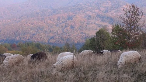 Sheep graze the grass Stock Footage 69838571
