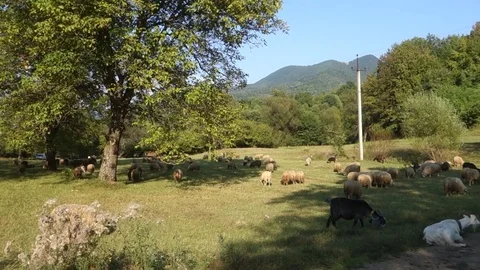 Sheep graze the grass Stock Footage 69838577