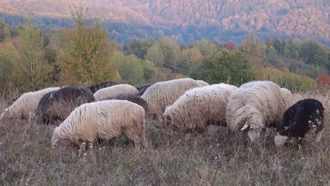 Sheep graze the grass Stock Footage 69838763