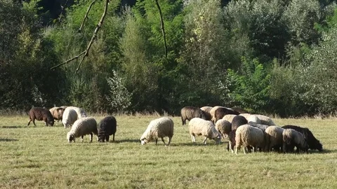 Sheep graze the grass Stock Footage 69838809