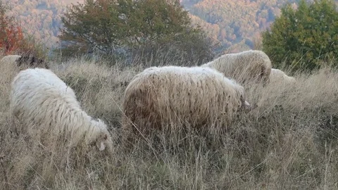 Sheep graze the grass Stock Footage 69839027
