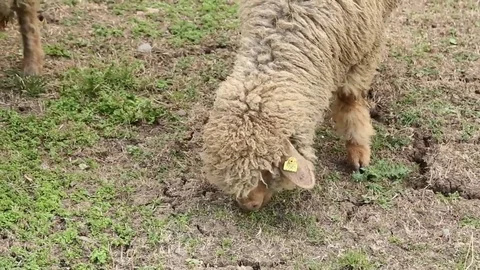Sheep graze on grass Stock Footage 74911599