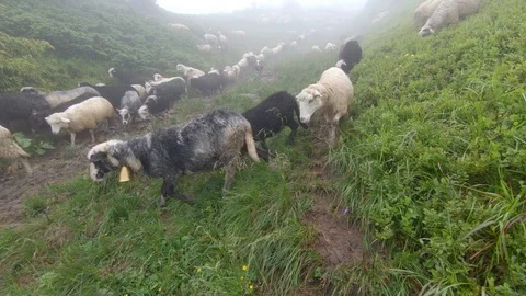 Sheep graze on the grass Stock Footage 99014990