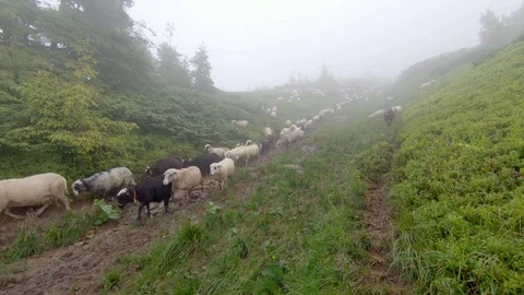 Sheep graze on the grass Stock Footage 99015065