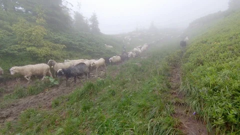 Sheep graze on the grass Stock Footage 99015300