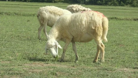 Sheep graze in the grass Stock Footage 153663534