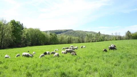 SHEEP GRAZE IN GRASS Stock Footage 182488085