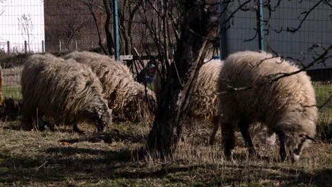 Sheep graze grass Stock-Footage 259207688