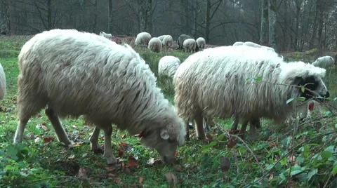 Sheep graze the grass. Transcarpathia Stock Footage 61771192