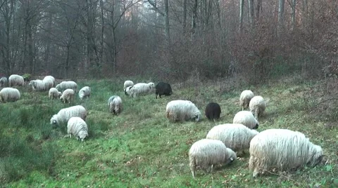 Sheep graze the grass. Transcarpathia Stock Footage 61771199