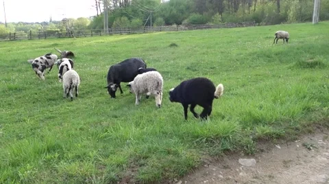 Sheep graze the grass. Transcarpathia Stock Footage 63500316