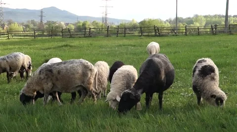 Sheep graze the grass. Transcarpathia Stock Footage 63500344