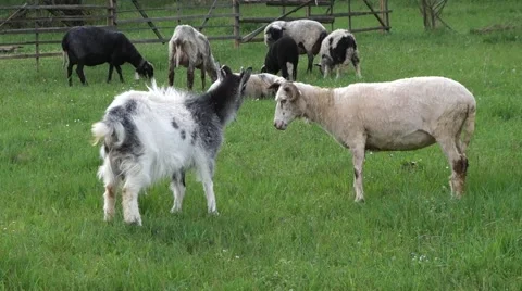Sheep graze the grass. Transcarpathia Stock Footage 63500374