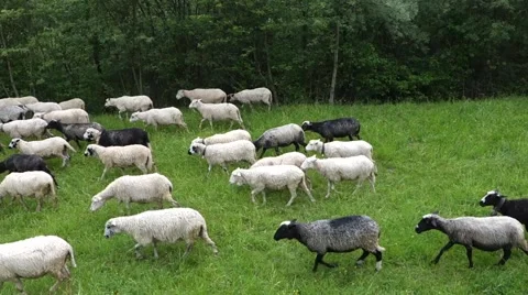 Sheep graze the grass. Transcarpathia Stock Footage 63500394