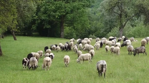 Sheep graze the grass. Transcarpathia Stock Footage 63500399