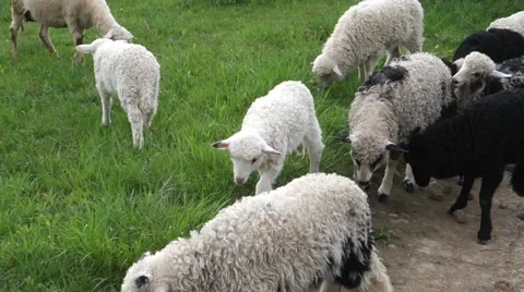 Sheep graze the grass. Transcarpathia Stock Footage 63500401