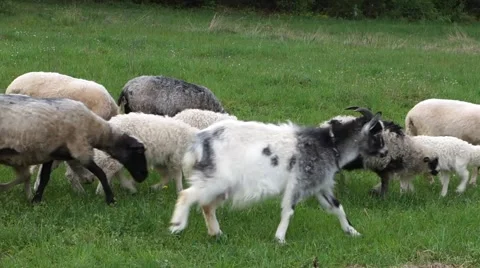 Sheep graze the grass. Transcarpathia Stock Footage 63500432