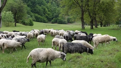 Sheep graze the grass. Transcarpathia Stock Footage 63500450