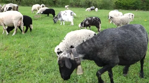 Sheep graze the grass. Transcarpathia Stock Footage 63500451