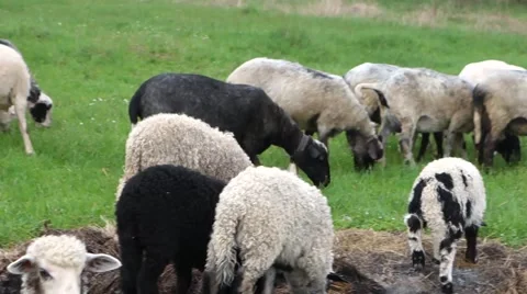 Sheep graze the grass. Transcarpathia Stock Footage 63500477