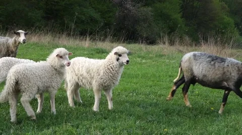 Sheep graze the grass. Transcarpathia Stock Footage 63500517
