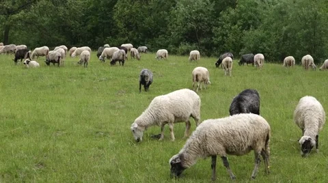 Sheep graze the grass. Transcarpathia Stock Footage 63500543