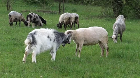 Sheep graze the grass. Transcarpathia Stock Footage 63500554