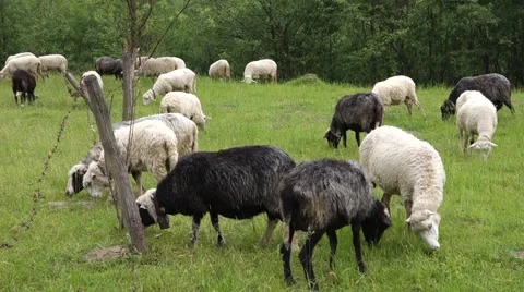 Sheep graze the grass. Transcarpathia Stock Footage 63500562
