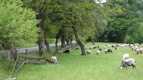 Sheep graze the grass. Transcarpathia Stock Footage 63500617