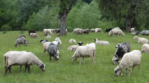 Sheep graze the grass. Transcarpathia Stock Footage 63500636