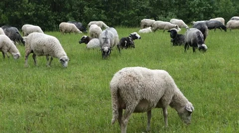 Sheep graze the grass. Transcarpathia Stock Footage 63500677