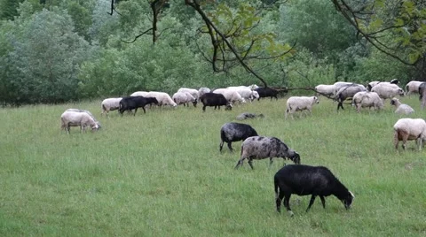 Sheep graze the grass. Transcarpathia Stock Footage 63500686