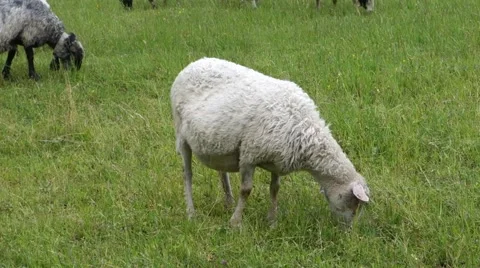 Sheep graze the grass. Transcarpathia Stock Footage 63500700