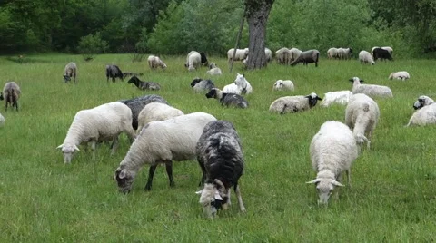 Sheep graze the grass. Transcarpathia Stock Footage 63500727