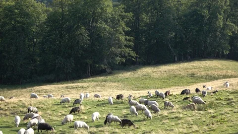 Sheep graze the grass. Transcarpathia Stock Footage 86197152