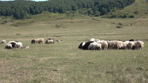 Sheep graze the grass. Transcarpathia Stock Footage 86199867