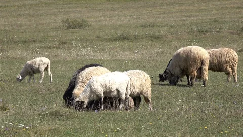 Sheep graze the grass. Transcarpathia Stock Footage 86199891