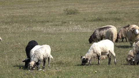 Sheep graze the grass. Transcarpathia Stock Footage 86200550