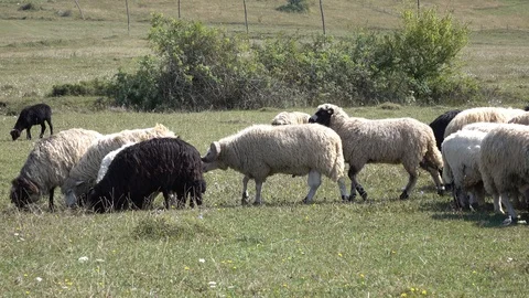 Sheep graze the grass. Transcarpathia Stock Footage 86201070